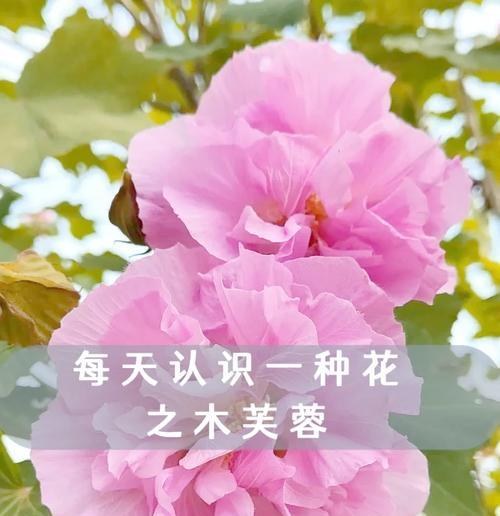 哪种花的花期最长？花语有何特别之处？