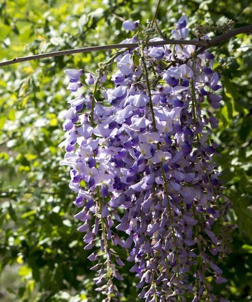 日本紫藤花的花语是什么？如何欣赏其美？