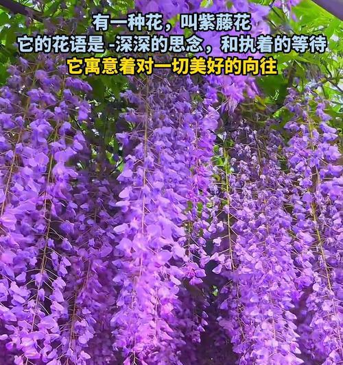 日本紫藤花的花语是什么？如何欣赏其美？