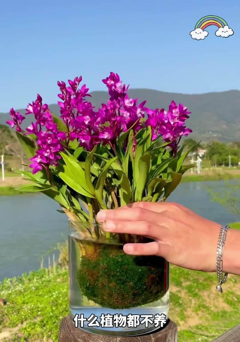 彩蝶石斛的花语有何寓意？适合送给谁？