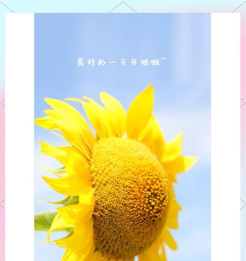 向日葵的花语是什么？如何传递正能量？