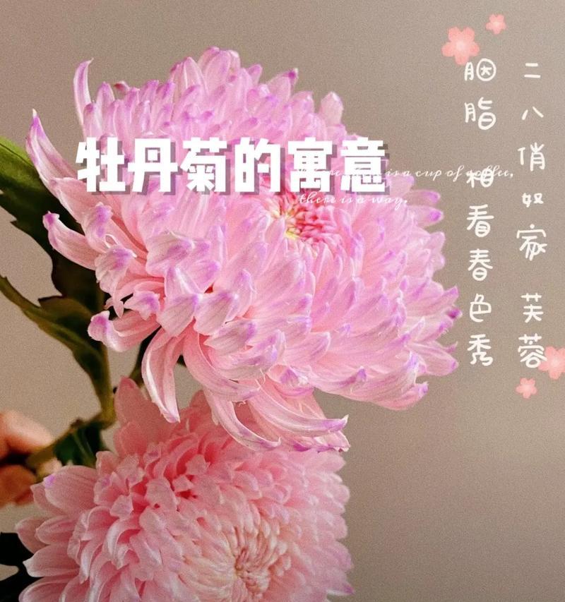 牡丹花的花语是什么？如何表达富贵？