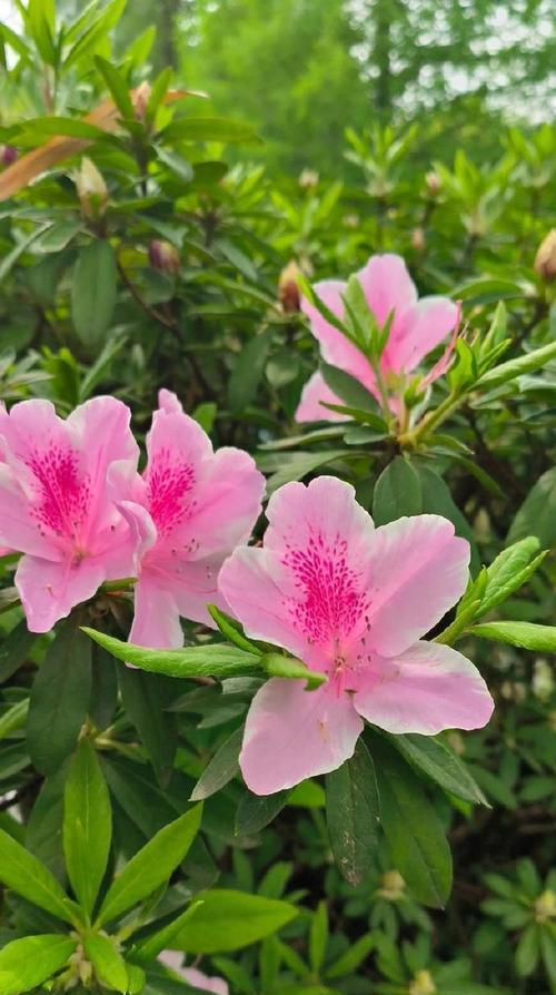 哪种花代表好运？如何通过花语传递好运？