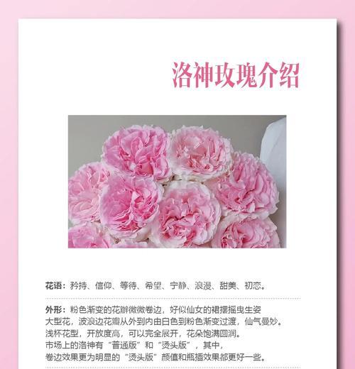 夏季花卉有哪些花语？如何选择合适的花？
