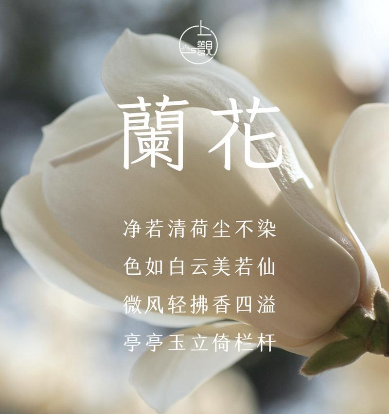 春兰的花语是什么？如何用春兰表达情感？