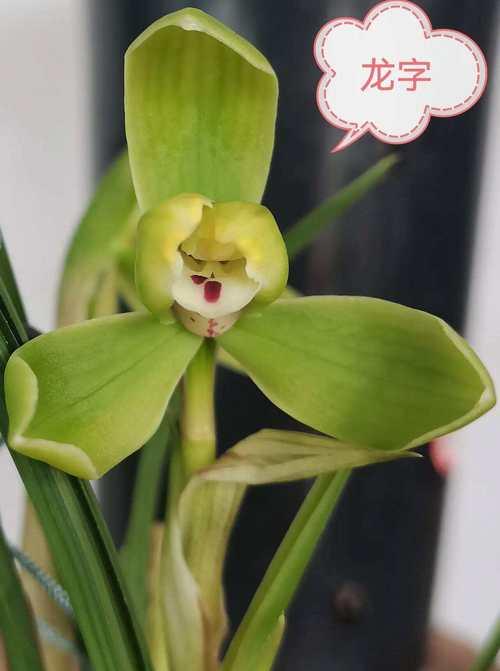 春兰的花语是什么？如何用春兰表达情感？