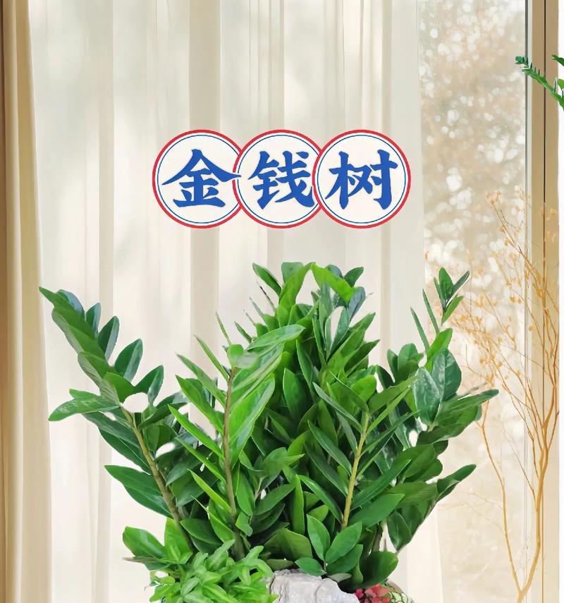 佛手柑的花语代表什么？招财进宝的花卉有哪些？