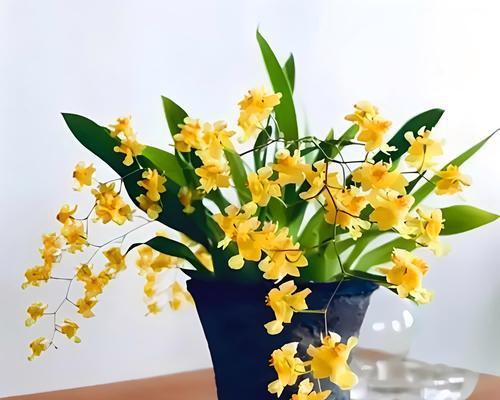 如意花卉的花语是什么？如何挑选寓意吉祥的花卉？