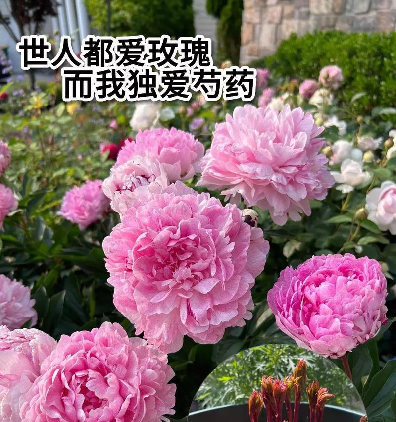 花卉中的情缘花语有哪些？如何用花卉表达爱意？