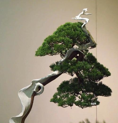 柏树盆景的花语含义是什么？如何养护柏树盆景？