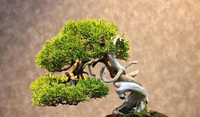 柏树盆景的花语含义是什么？如何养护柏树盆景？