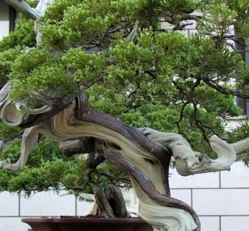 柏树盆景的花语含义是什么？如何养护柏树盆景？