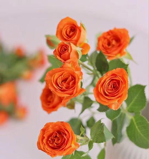 橘子花束代表什么花语？橘子花束的寓意是什么？