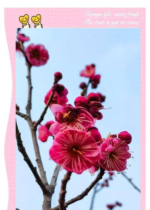 梅花的花语有哪些？梅花象征着什么？