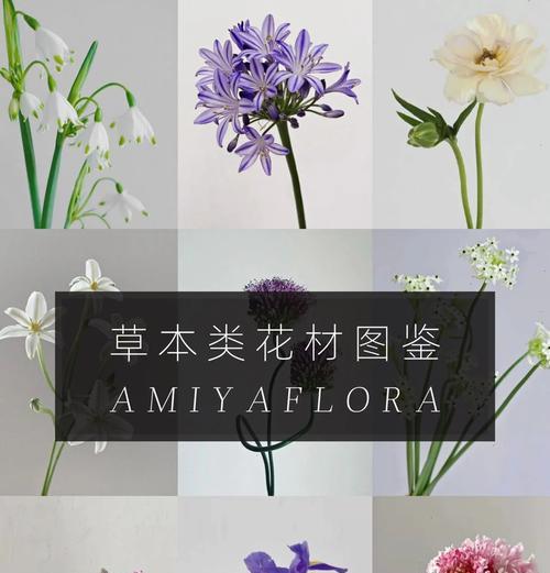 花毛茛的花语是什么？花毛茛的寓意有哪些？