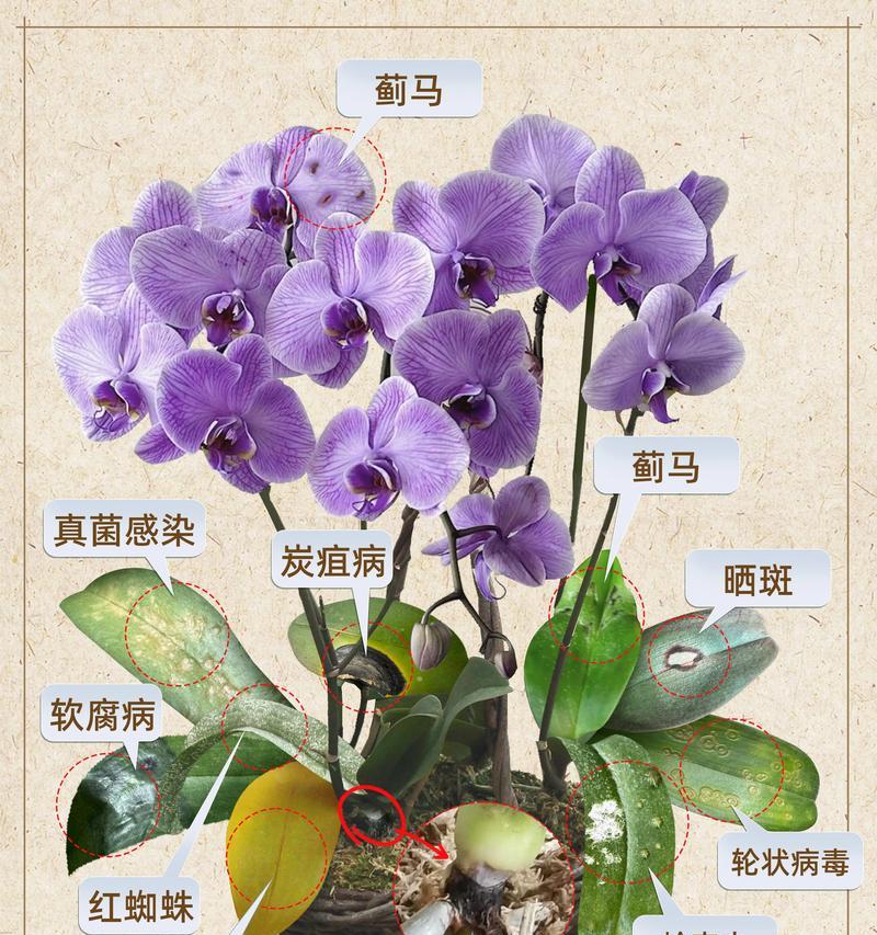蝴蝶康的花语代表什么？蝴蝶康的寓意是什么？