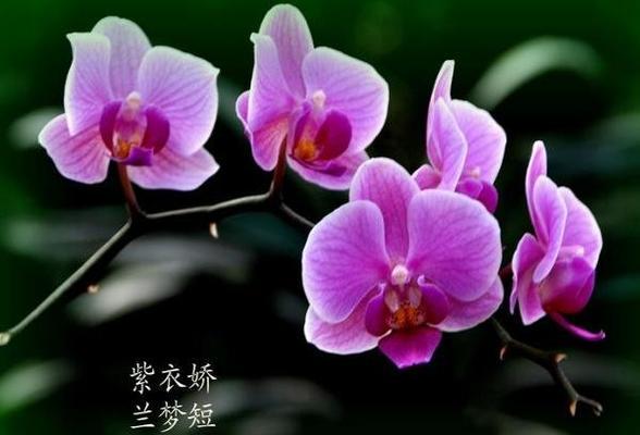 蝴蝶康的花语代表什么？蝴蝶康的寓意是什么？