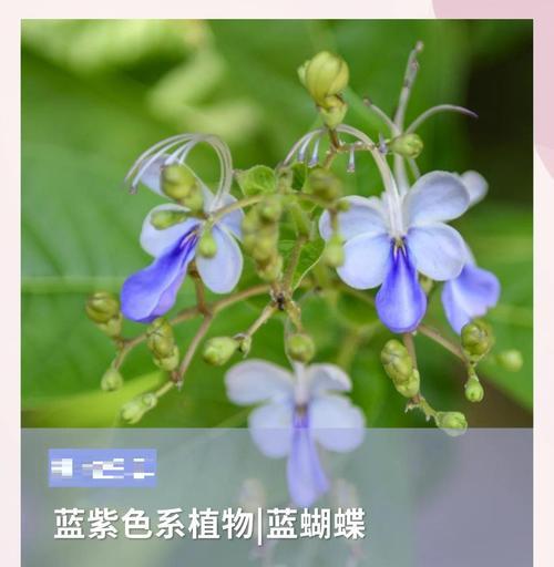 蝴蝶康的花语代表什么？蝴蝶康的寓意是什么？
