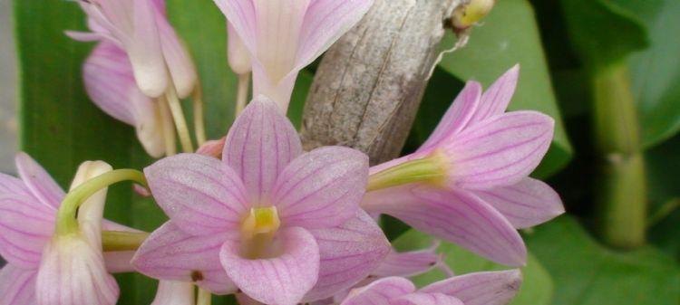 红花石斛的花语是什么？红花石斛的寓意有哪些？