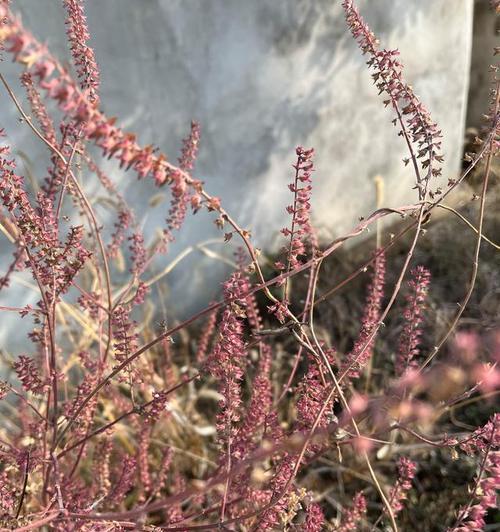 小紫苏的花语是什么？小紫苏的寓意有哪些？