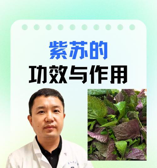 小紫苏的花语是什么？小紫苏的寓意有哪些？