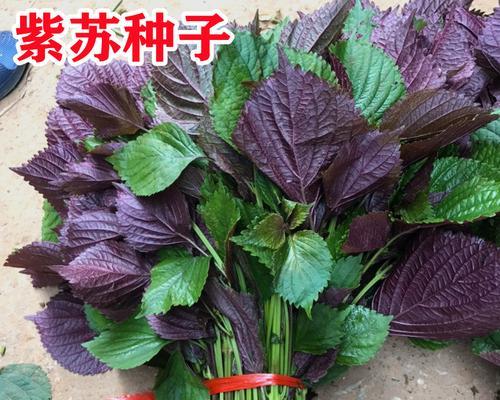 小紫苏的花语是什么？小紫苏的寓意有哪些？