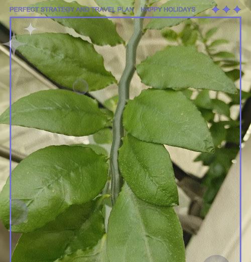 红雀珊瑚的花语是什么？红雀珊瑚的寓意有哪些？