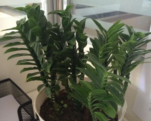 红雀珊瑚的花语是什么？红雀珊瑚的寓意有哪些？