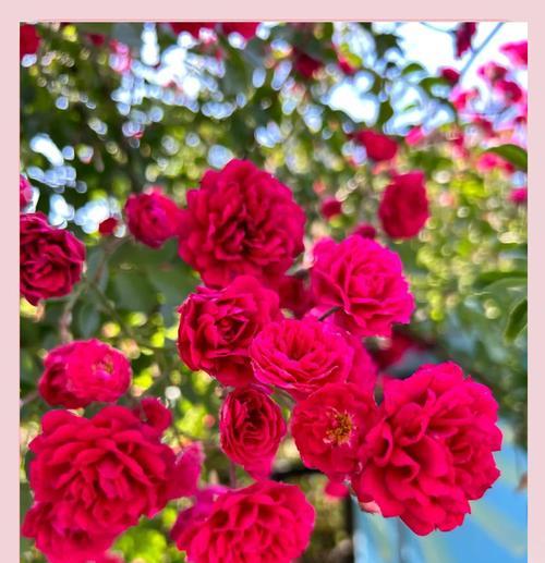月季花的花语有哪些？月季花的寓意是什么？
