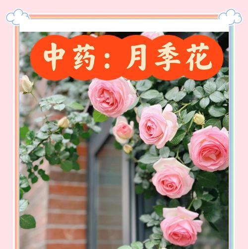 月季花的花语有哪些？月季花的寓意是什么？