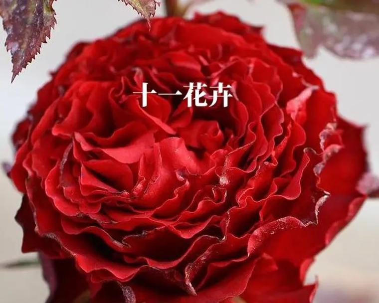 月季花的花语有哪些？月季花的寓意是什么？