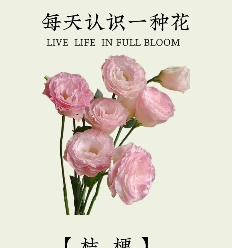 木桔梗的花语是什么？木桔梗的寓意有哪些？