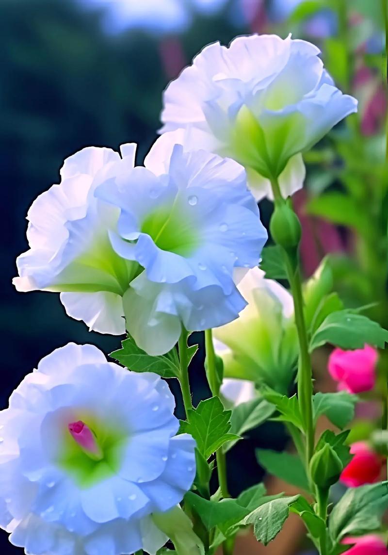 木桔梗的花语是什么？木桔梗的寓意有哪些？