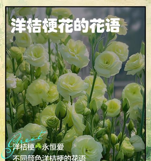 木桔梗的花语是什么？木桔梗的寓意有哪些？