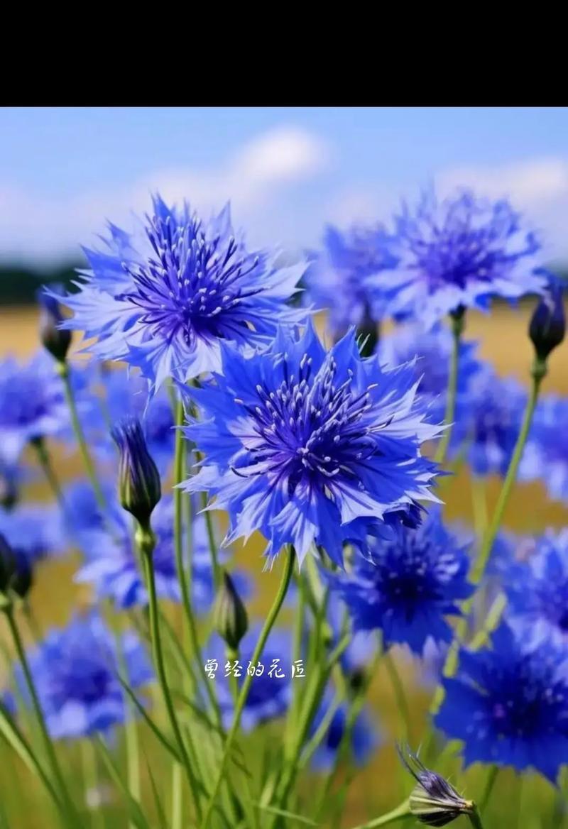 夏日菊的花语是什么？夏日菊的寓意有哪些？