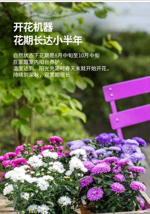 夏日菊的花语是什么？夏日菊的寓意有哪些？