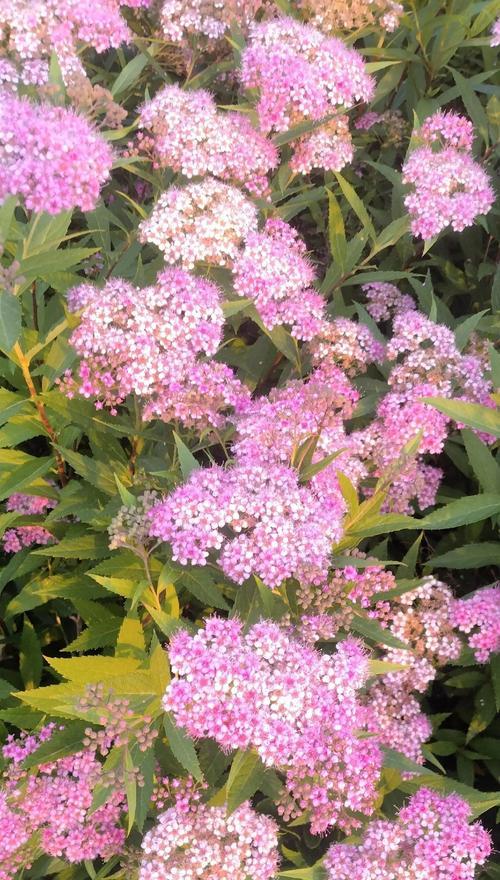 夏日菊的花语是什么？夏日菊的寓意有哪些？
