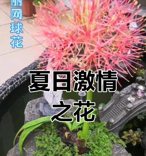 网球花的花语是什么？网球花的寓意有哪些？