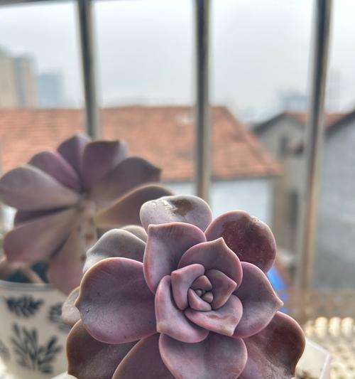 紫乐的花语是什么？紫乐的寓意有哪些？
