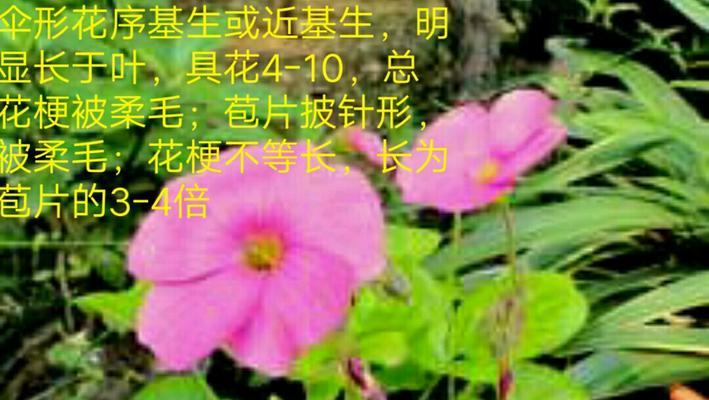 酢浆草花语言代表什么含义？