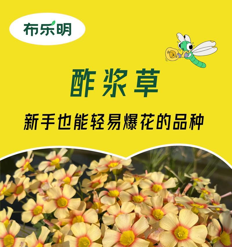 酢浆草花语言代表什么含义？