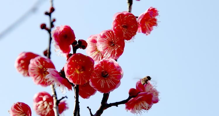 花语鸟叫流水的象征意义是什么？