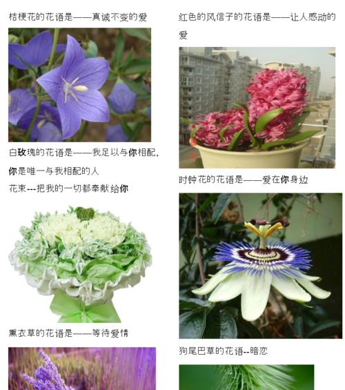 花语大全全文包含哪些内容？