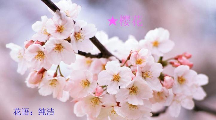 花语大全全文包含哪些内容？