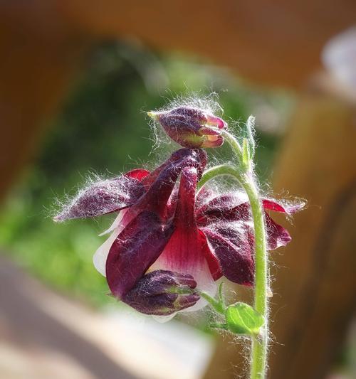 花语孔雀美颜有何特别之处？