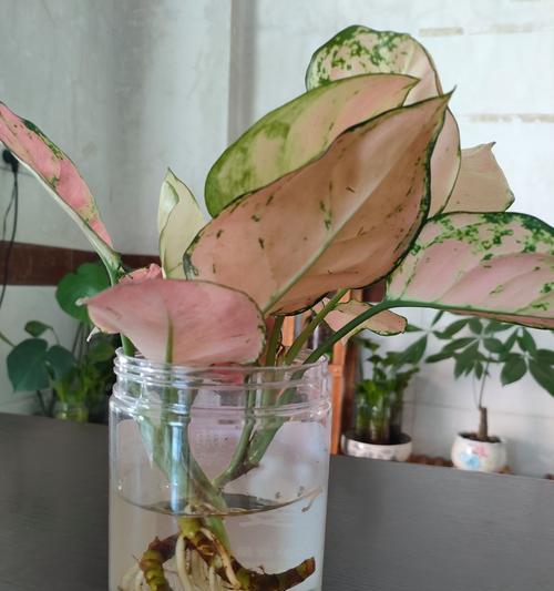 盆栽如意花语代表什么？