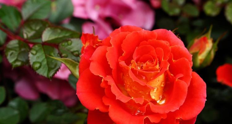 月季简介花语代表什么？