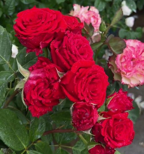 月季简介花语代表什么？