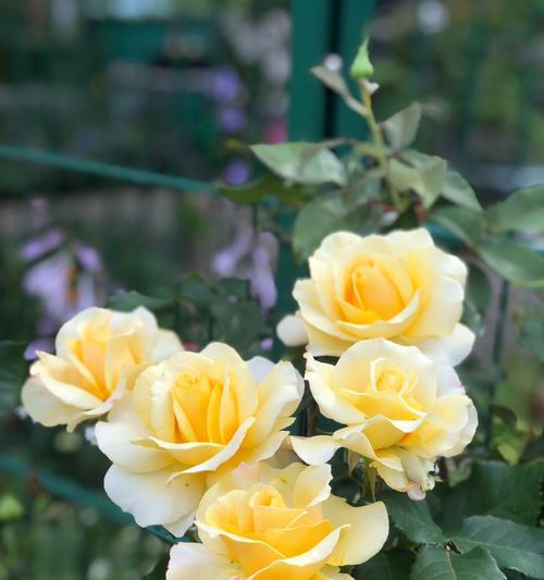 月季简介花语代表什么？