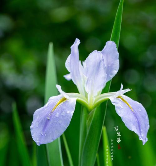 虎须菖蒲花语有何特别之处？
